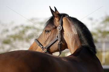 Doha  Pferd schaut sich um