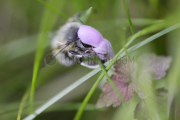 Hoppegarten  Deutschland - Wildbiene sammelt Nektar aus einer violetten Bluete