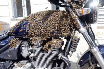 Berlin Kreuzberg  Ein Bienenschwarm hat sich auf einem Motorrad gesetzt und wird eingefangen