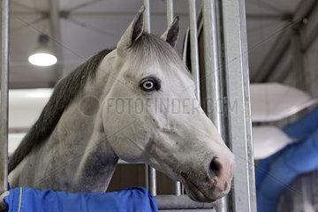 Doha  Pferd schaut aus seiner Box heraus
