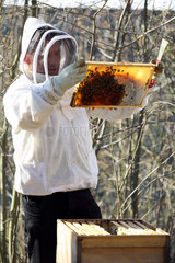 Berlin  Deutschland - Imker kontrolliert eine Honigwabe seines Bienenvolkes