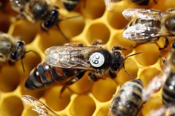 Berlin  Deutschland - Bienenkoenigin mit weisser Schlupfjahrmarkierung auf einer Wabe