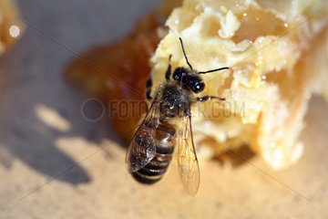 Berlin  Deutschland - Biene saugt Honig aus einem ausgebrochenen Wabenstueck