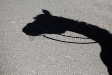 Melbeck  Pferd wirft einen Schatten auf den Asphalt