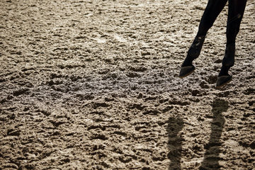 Doha  Vorderbeine eines Pferdes schweben ueber Sandboden