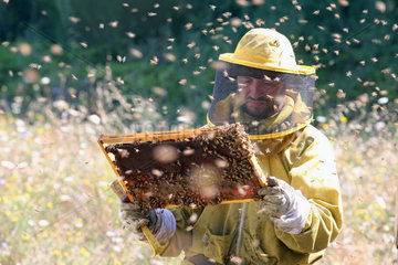 Castel Girogio  Italien  Berufsimker kontrolliert von Bienen umschwirrt eine mit Honig gefuellte Wabe