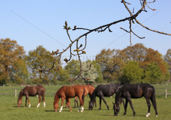 Gestuet Graditz  Pferde beim Grasen auf einer Weide