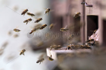 Graditz  Deutschland - Honigbienen im Anflug auf ihren Bienenstock