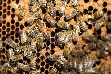 Berlin  Deutschland - Bienenkoenigin und Arbeitsbienen auf einer Wabe