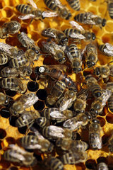 Berlin  Deutschland - Bienenkoenigin mit weisser Schlupfjahrmarkierung und Arbeitsbienen auf einer Wabe