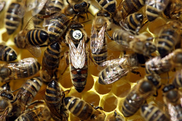 Berlin  Deutschland - Bienenkoenigin mit weisser Schlupfjahrmarkierung und Arbeitsbienen auf einer Wabe