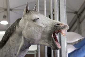 Doha  Pferd schaut gaehnend aus seiner Box heraus