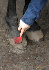Melbeck  Barhuf wird mit einem Hufkratzer vom Schmutz befreit