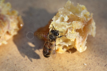 Berlin  Deutschland - Biene saugt Honig aus einem ausgebrochenen Wabenstueck