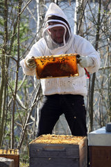 Berlin  Deutschland - Imker kontrolliert eine Honigwabe seines Bienenvolkes