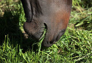 Gestuet Graditz  Detailaufnahme  Pferd frisst Gras
