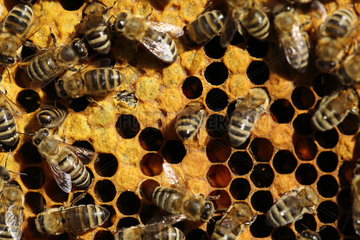 Berlin  Deutschland - Honigbienen auf einer Wabe. Mitte links eine Biene beim Schlupf
