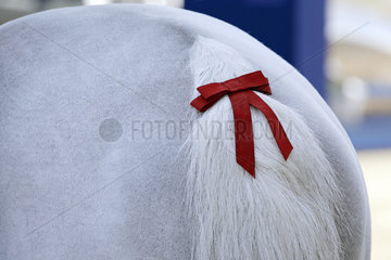 Doha  rote Schleife im Schweif eines Pferdes