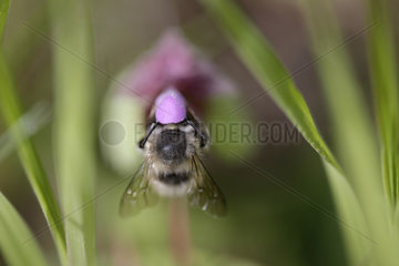 Hoppegarten  Deutschland - Wildbiene sammelt Nektar aus einer violetten Bluete