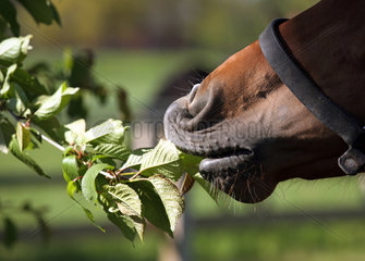 Gestuet Graditz  Detailaufnahme  Pferd frisst Blaetter von einem Baum