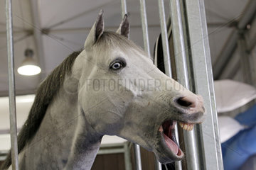Doha  Pferd schaut gaehnend aus seiner Box heraus