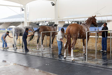 Doha  Pferde werden gewaschen