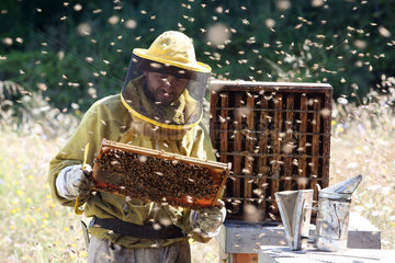 Castel Girogio  Italien  Berufsimker kontrolliert von Bienen umschwirrt eine mit Honig gefuellte Wabe
