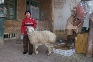 Kashgar  Eid-ul-adha  Junge mit Schaf | Kashgar  eid-ul-adha  boy with sheep