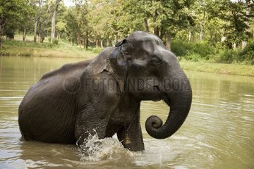 Nationalpark Elefanten
