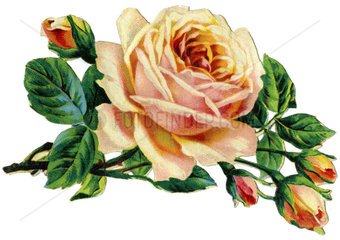 Rose  Oblate  um 1900