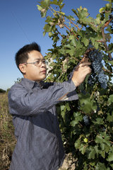Weinproduktion Dragon Seal bei Beijing
