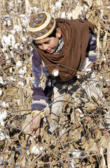 Ein Junge pflueckt Baumwolle in Kunduz