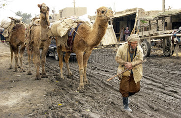 Bauer mit Kamelen in Kunduz