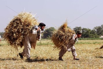 Afghanistan: Weizenernte