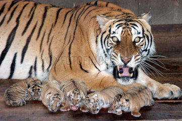 China: Sibirischer Tiger