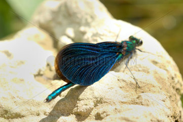Blaufluegel - Prachtlibelle  calopteryx virgo.