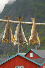 Getrockneter Fisch (Dorsch) auf den Lofoten.