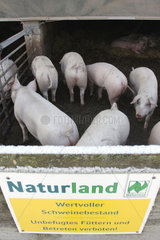 Naturland Schweinezucht