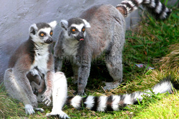 China: Lemuren im Zoo von Suzhou
