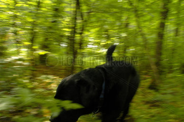 Labrador Retriever im Wald