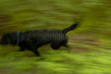 Labrador Retriever im Wald