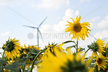 Windraeder in einem Sonnenblumenfeld
