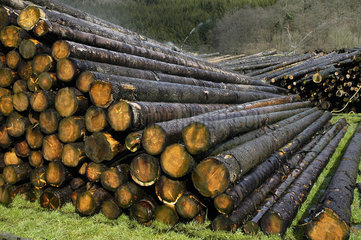 Holzlager aus Waldschaeden durch Windbruch