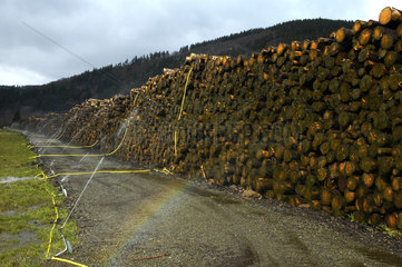 Holzlager aus Waldschaeden durch Windbruch