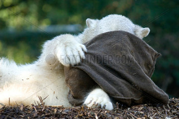 Eisbaer Knut