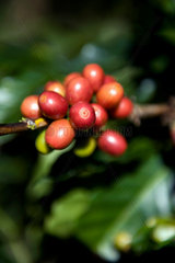 Coffee plantation  Boquete  Panama
