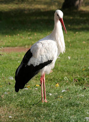 Weissstorch (Ciconia ciconia)
