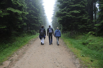 Drei Wanderer auf Waldweg