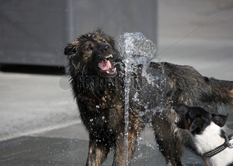 durstige Hunde beim Demokratiefest Neubrandenburg