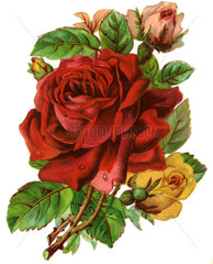 rote Rose  1900